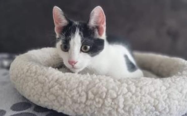 Bongi - Junges Katzenglück sucht dich