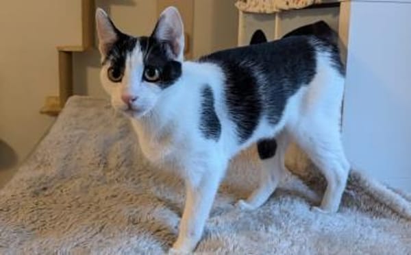 Bongi - Junges Katzenglück sucht dich