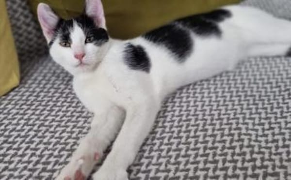 Bongi - Junges Katzenglück sucht dich