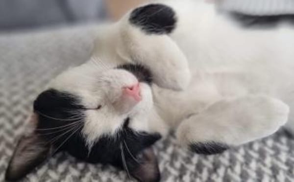 Bongi - Junges Katzenglück sucht dich