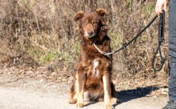 Gibst du Hermine eine zweite Chance?