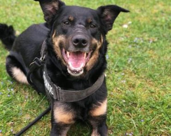 Willi sucht ein Für-Immer-Zuhause