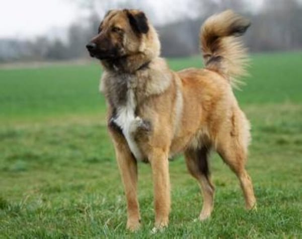 Nevi sucht sein Zuhause