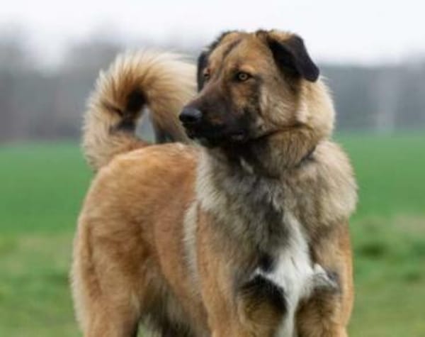 Nevi sucht sein Zuhause