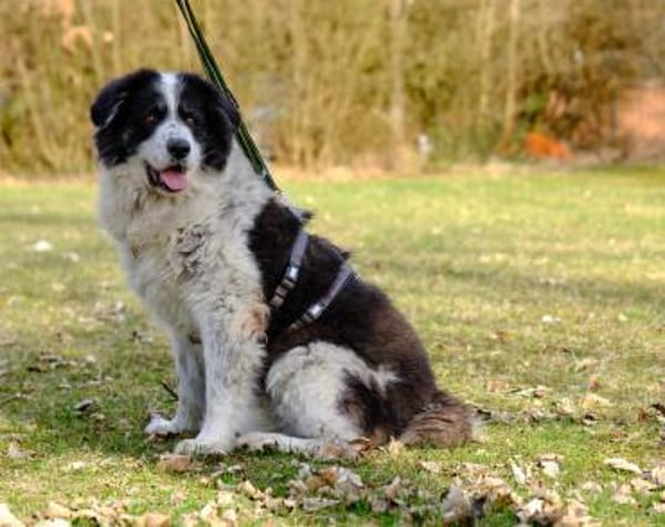 Bero wartet schon lange auf ein Zuhause