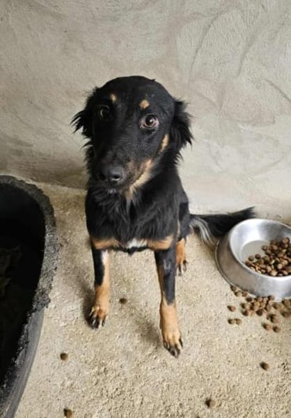 Aufgeschlossene Paloma