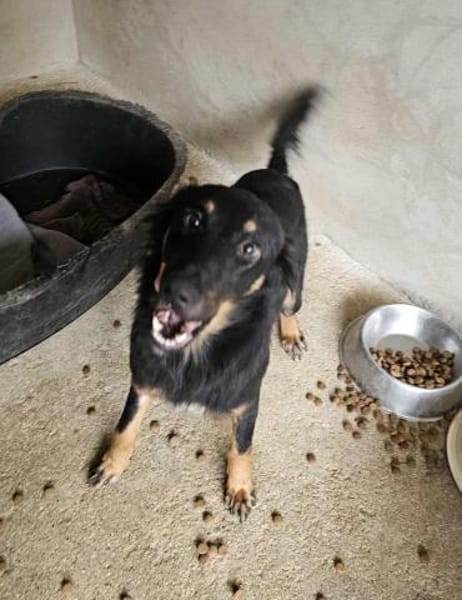 Aufgeschlossene Paloma