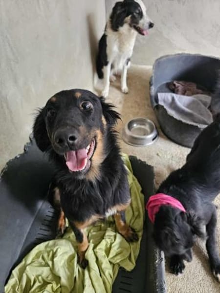 Aufgeschlossene Paloma