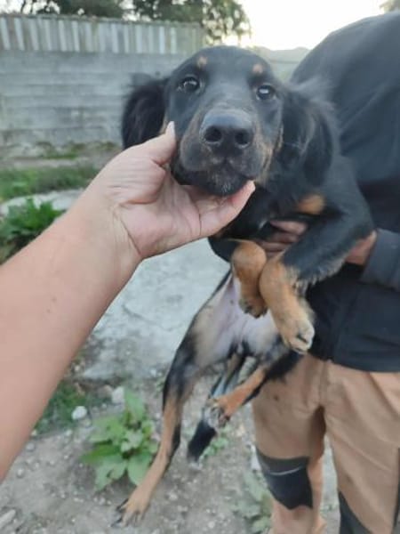 Aufgeschlossene Paloma