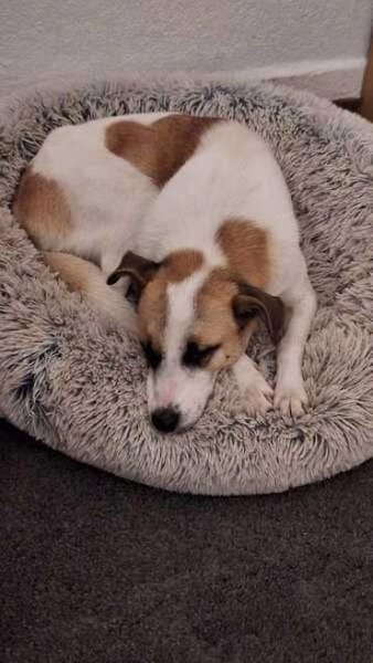 FITJE *  ein Herz auf vier Pfoten