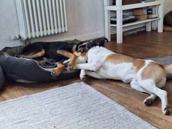 FITJE *  ein Herz auf vier Pfoten