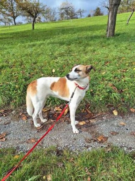 FITJE *  ein Herz auf vier Pfoten