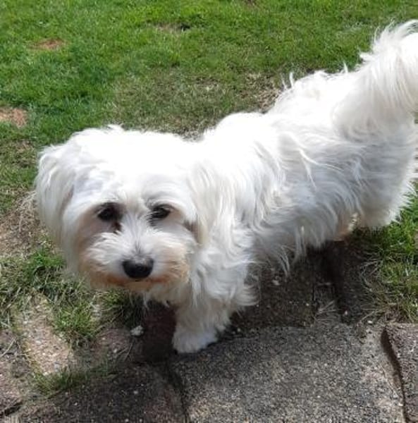 Pely ( Pelyhecske ) in 27478 Cuxhaven #