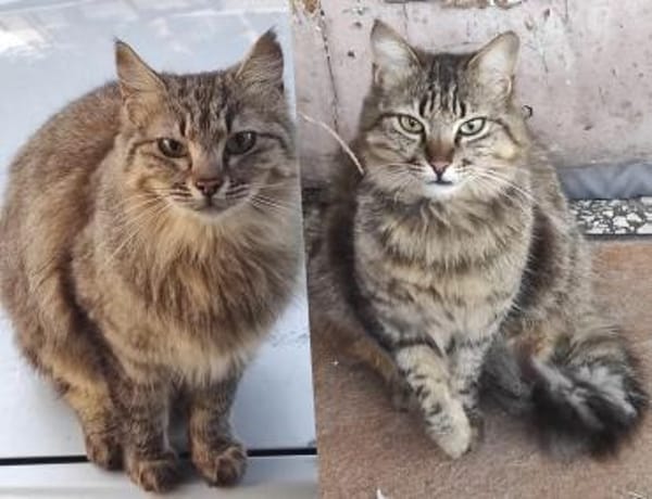 Aliki und Daisy aus dem Tierschutz