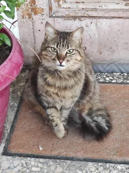 Aliki und Daisy aus dem Tierschutz
