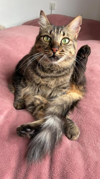 Aliki und Daisy aus dem Tierschutz