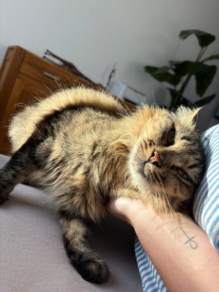 Aliki und Daisy aus dem Tierschutz