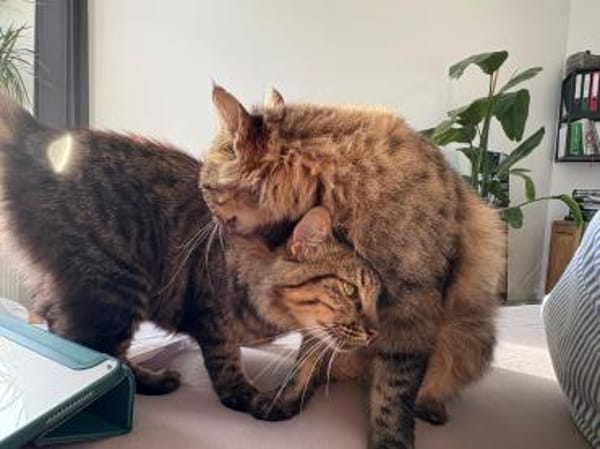 Aliki und Daisy aus dem Tierschutz