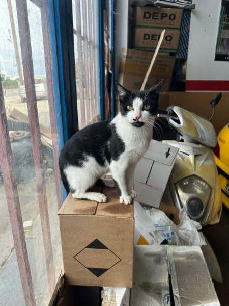 Azrael aus dem Tierschutz