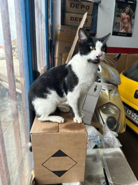 Azrael aus dem Tierschutz