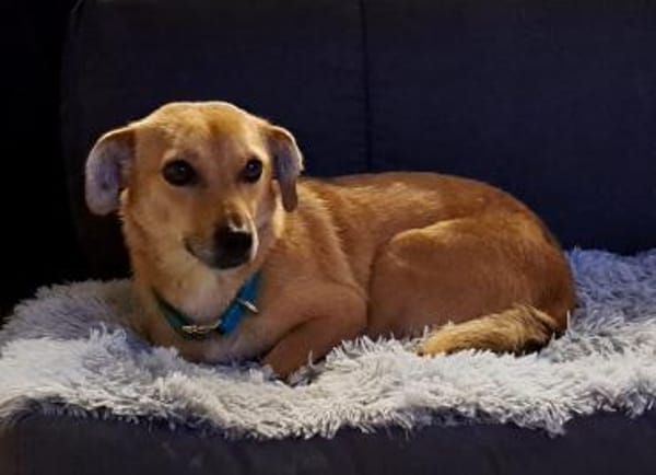 Luna, kleine, feine Hundelady wartet in