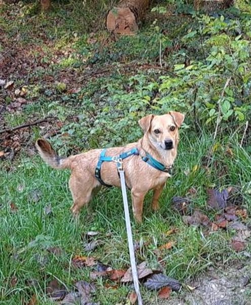 Luna, kleine, feine Hundelady wartet in