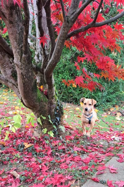 Luna, kleine, feine Hundelady wartet in