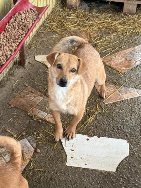 Luna, kleine, feine Hundelady wartet in