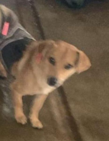 Luna, kleine, feine Hundelady wartet in