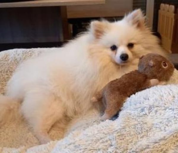 Snowy in 27478 Cuxhaven #