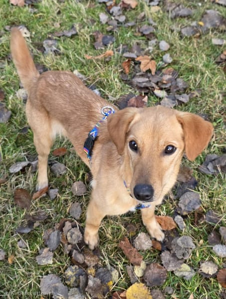 DEBBIE - geb. ca. 11/2023 - Mischling