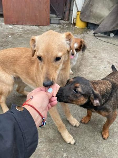 DEBBIE - geb. ca. 11/2023 - Mischling