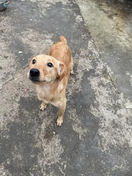 DEBBIE - geb. ca. 11/2023 - Mischling