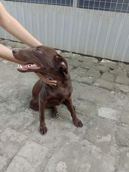 PHOEBE - geb. ca. 01/2025 - Labrador Mix