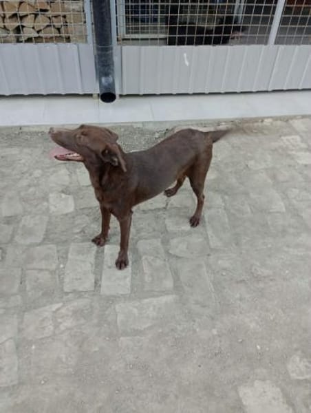 PHOEBE - geb. ca. 01/2025 - Labrador Mix