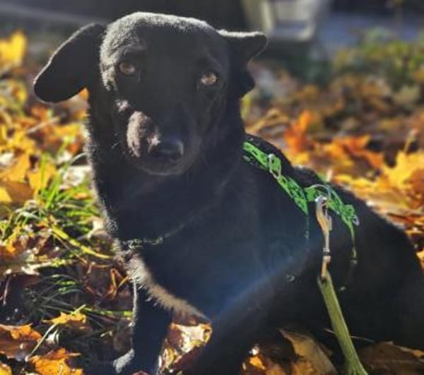 Delany ist neugierig und verspielt