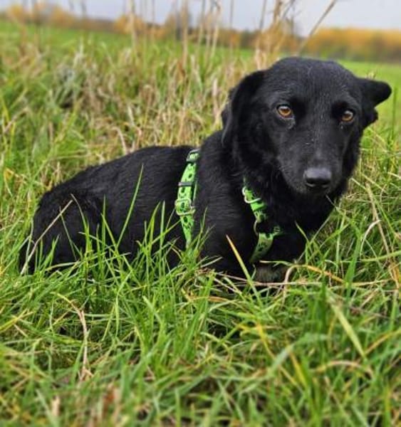 Delany ist neugierig und verspielt