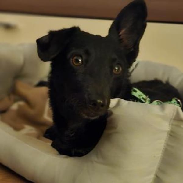 Delany ist neugierig und verspielt