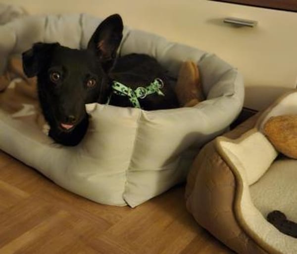 Delany ist neugierig und verspielt