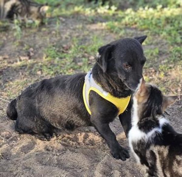 Delany ist neugierig und verspielt