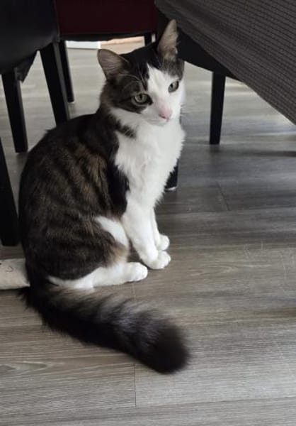 Titos aus dem Tierschutz