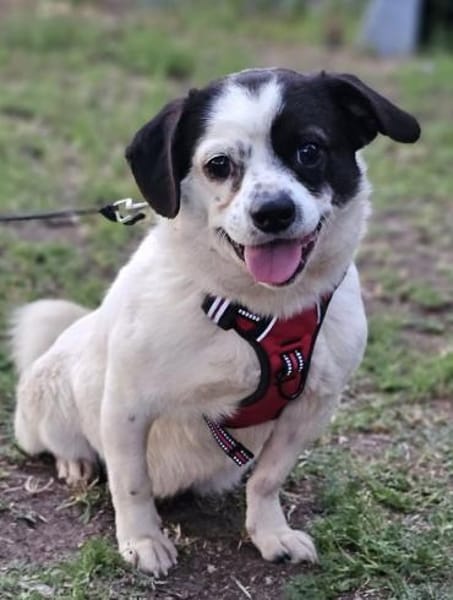 Tillmann geniesst jede Zuwendung sehr