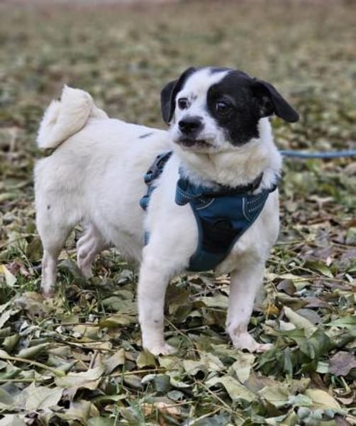 Tillmann geniesst jede Zuwendung sehr