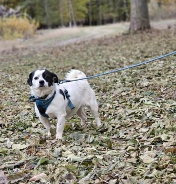 Tillmann geniesst jede Zuwendung sehr