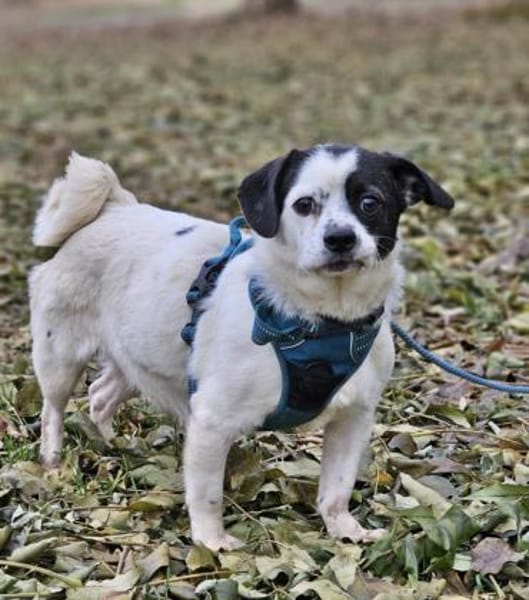 Tillmann geniesst jede Zuwendung sehr