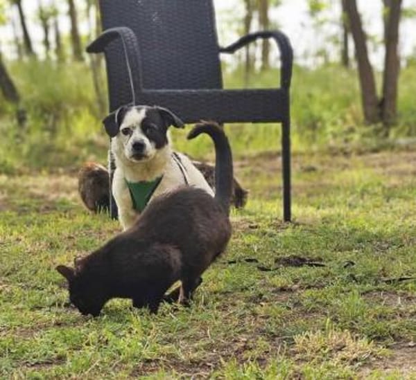 Tillmann geniesst jede Zuwendung sehr