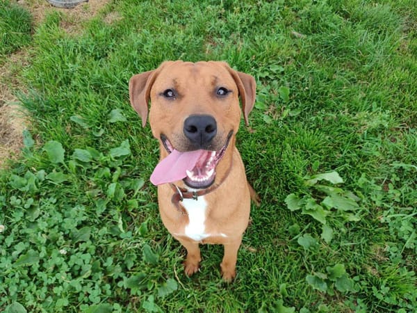 HOMARD QCN (reserve)