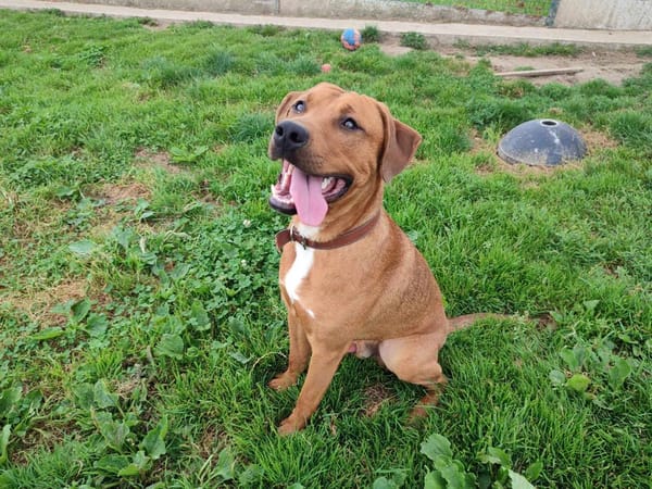 HOMARD QCN (reserve)