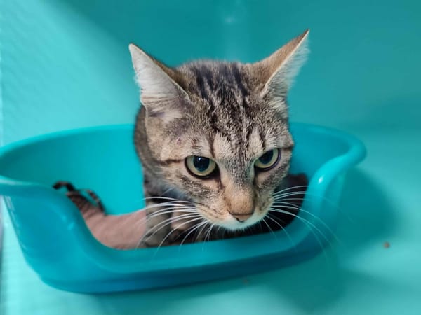 FETIDE QCT (reserve)