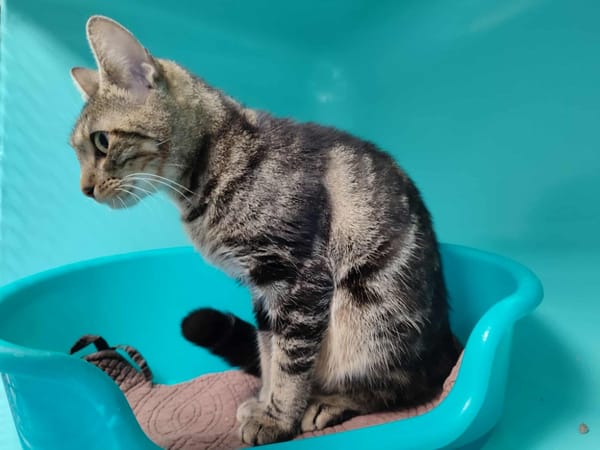 FETIDE QCT (reserve)